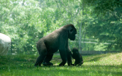 Dancing Gorillas and The Quest for Attentive Excellence